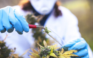 Young Woman Preparing Homeopathic Medicine from Marijuana